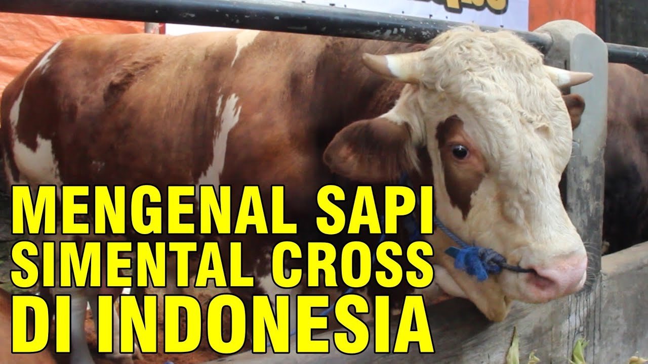 
                                 Ras-Sapi-Simmental-Super-Di-Indonesia-Yang-Mempesona